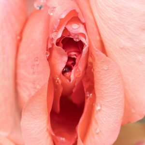 Sacred Placenta: Wisdom of your Origin NEW