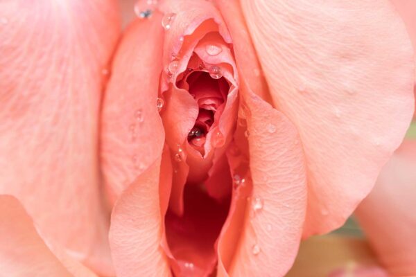 Sacred Placenta: Wisdom of your Origin NEW